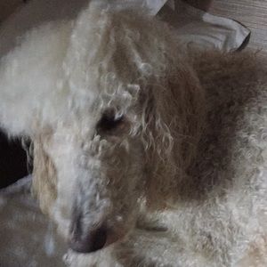 Meet your Posher, Melany